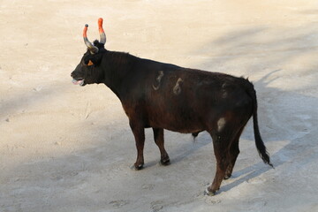 Course Camarguaise