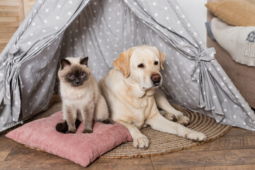 cat sitting on soft pillow near labrador lying in wigwam.