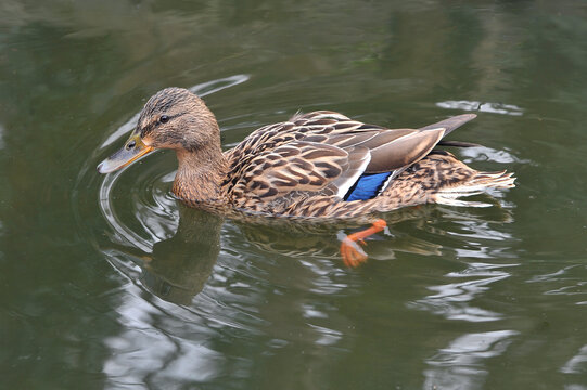 Portrait of wild duck mallard (famale) , swimming in the park lake. Wild birds outdoors photo.