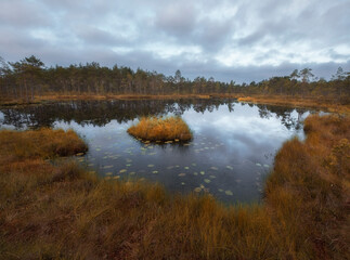 Fototapeta na wymiar swampy lake with an island under a gloomy autumn sky