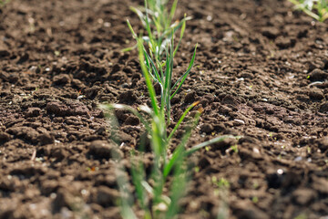young greens in the garden