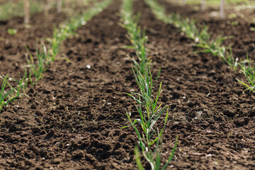 young greens in the garden