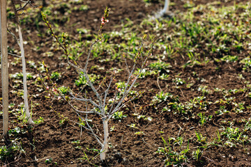 young fruit trees in the garden