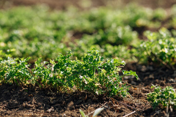 young greens in the garden