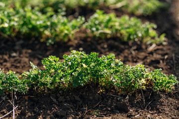 young greens in the garden