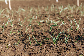 young greens in the garden