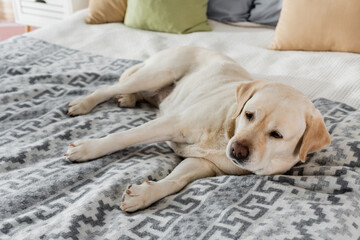 lazy labrador dog relaxing on bed at home.
