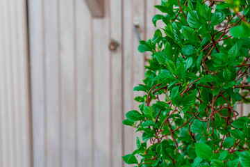 Green fresh lemongrass leaves on a wooden background