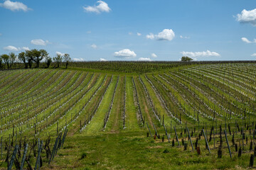 Fototapeta na wymiar Vignes dans la région de Cognac, france