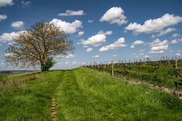 Vignes dans la r&eacute;gion de Cognac, france