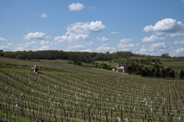Vignes région de Cognac, france