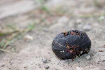 higuera, higos morados