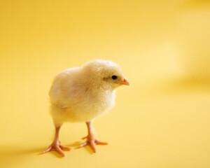Baby Chick Easter on yellow background isolated