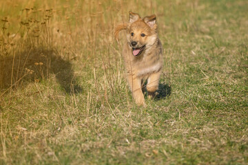 Obraz na płótnie Canvas dog training in the wild
