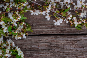Spring flowering cherry branches on a wooden background