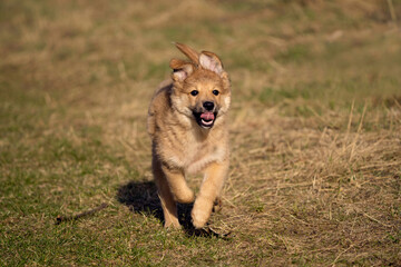 Fototapeta na wymiar dog training in the wild