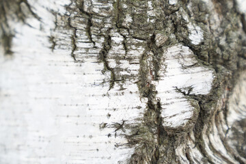 A frame of black and white stripes and a cracked natural birch texture. A birch trunk with space to copy. High quality photo