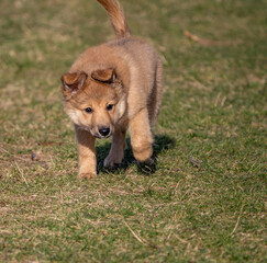dog training in the wild
