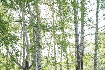 Forest background in summer, view through the birches to the sky. The concept of allergy to birch pollen. High quality photo