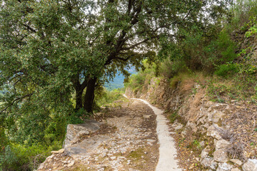 Nice path, passing between Holm oaks