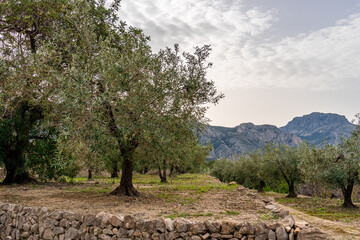 Olive fields, on a spring morning.