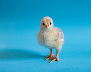 Baby Chick at Easter time on blue background isolated
