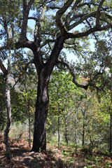 Korkeiche in Portugal