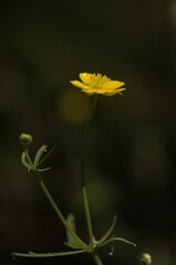 Goldilocks buttercup in English woodland 