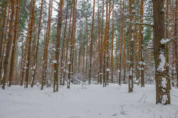 winter pine forest at dusk