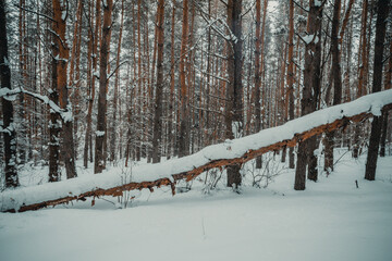 Fototapeta premium winter pine forest at dusk