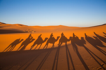 shadow of camels in a caravan in the desert 