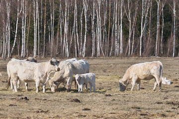 Wild white cows graze in spring. Ecological reserve.