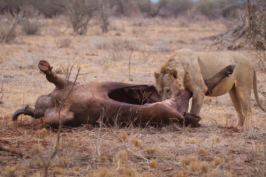 Lion, Leo Panthera, with the body of a dead buffalo.
