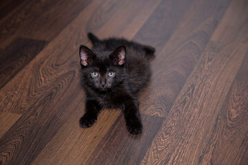 Fototapeta Black kitten on the floor, czarny kotek na podłodze obraz