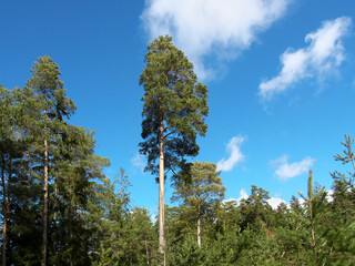 Coniferous forest, tall pine trees and blue sky with white clouds.