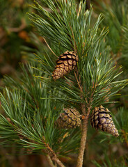 Fototapeta premium Three cones on a pine branch.