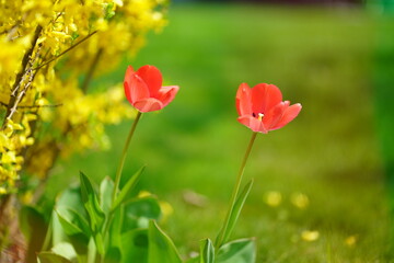 Two red tulips in swiss garden in spring
