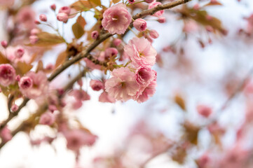 Japanische Blütenkirsche (Prunus serrulata)