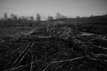 Offene bis halboffenen Heidelandschaft mit Birken, deutsche Landschaft in der Nähe von Freudenberg und Siegen