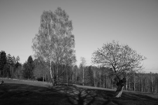 Birken, Betula pendula im April bei Austrieb der Knospen