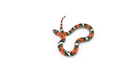 Tricolored False coral hognose snake isolated on white background