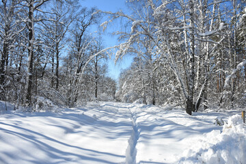 Winter landscape snowy forest white trees