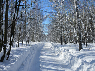 Winter landscape snowy forest white trees