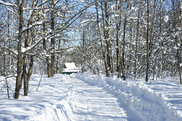 Winter landscape snowy forest white trees