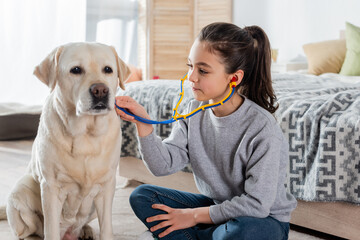 brunette girl with ponytail examining labrador dog with toy stethoscope.