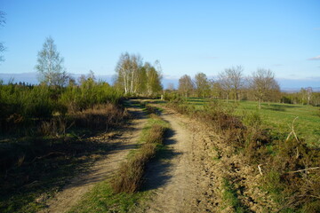Fototapeta na wymiar Weg in einer ländlichen Gegend, Feldweg und Birken, Betula pendula im April bei Austrieb der Knospen