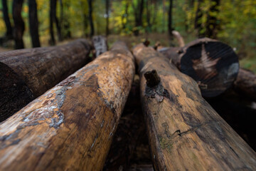 Fototapeta premium stacked logs lie in the forest
