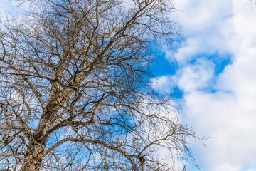 a tree in early spring against a blue sky