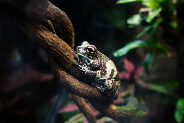 Milk frog Phrynohyas resinifictrix on branch close-up against background of leaves