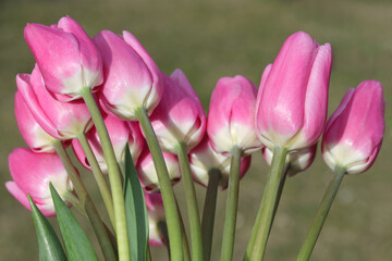 Bouquet of pink Tulips. Beautiful  backdrop. Tulips background. Spring flowers. Pink blooming Tulips on green natural background. First spring flowers. Place for text. Beautiful postcard banner